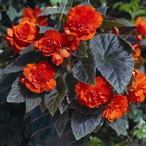 Begônia Tuberosa: Características, Nome Cientifico E Fotos