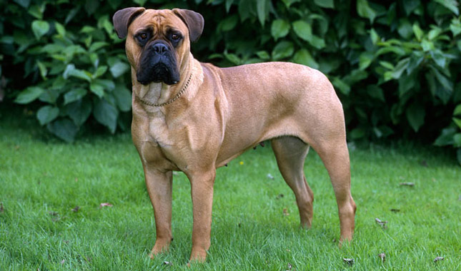 Ciclo de Vida do Bullmastiff: Quantos Anos Eles Vivem?