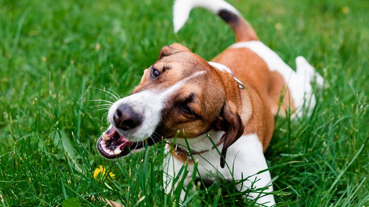 Por Que os Cães Comem Grama? Isso É Alguma Doença?