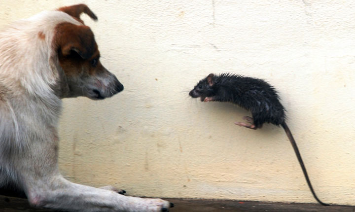 Mordida de Rato Em Cachorro: O Que Fazer? Da Doença?