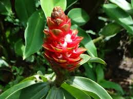 História da Flor Cana de Macaco e Origem da Planta