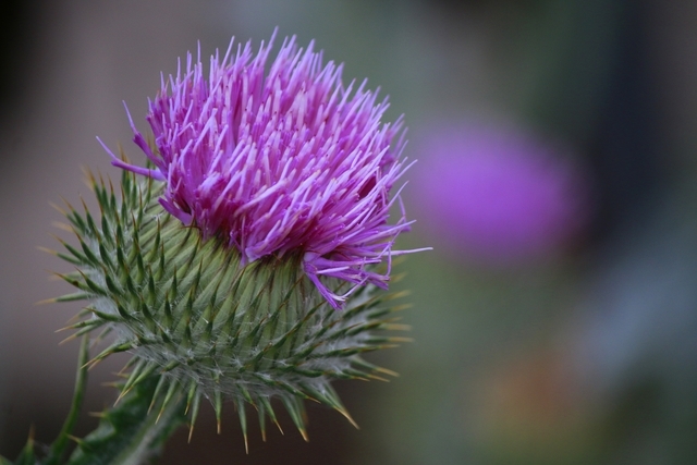 Tudo Sobre A Planta Cardo Mariano: Características E Fotos