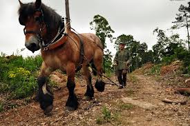 Raça de Cavalo Ardennais: Características, Fotos e História