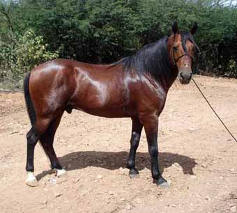 Raça de Cavalo Berbere ou Berberisco: Características e Fotos