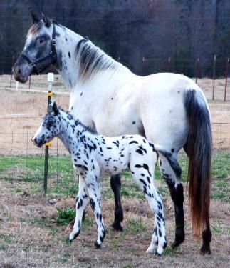 Raça de Cavalo Colorado Ranger: Características, Fotos e Historia