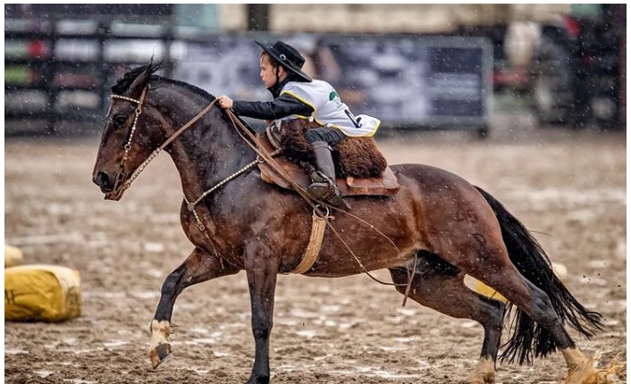 Historia do Cavalo no Rio Grande do Sul: Quais Racas Tem?