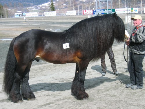Cavalo Dole Gudbrandsdal: Características, Historia e Fotos