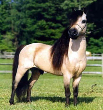 Raça de Cavalo Falabella: Características, Fotos e História