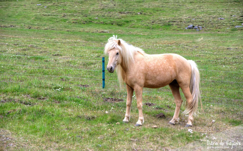Raça De Cavalo Islandês: Características, Fotos E Historia