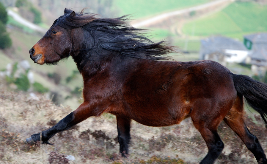 Raça de Cavalo Jaca Navarra: Características, Historia e Fotos