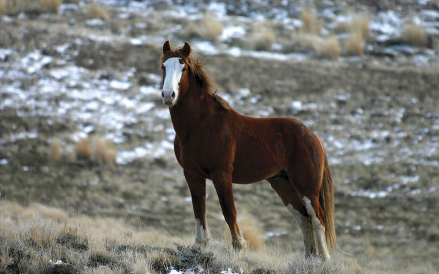 Raça De Cavalo Mustang: Características, Fotos e História