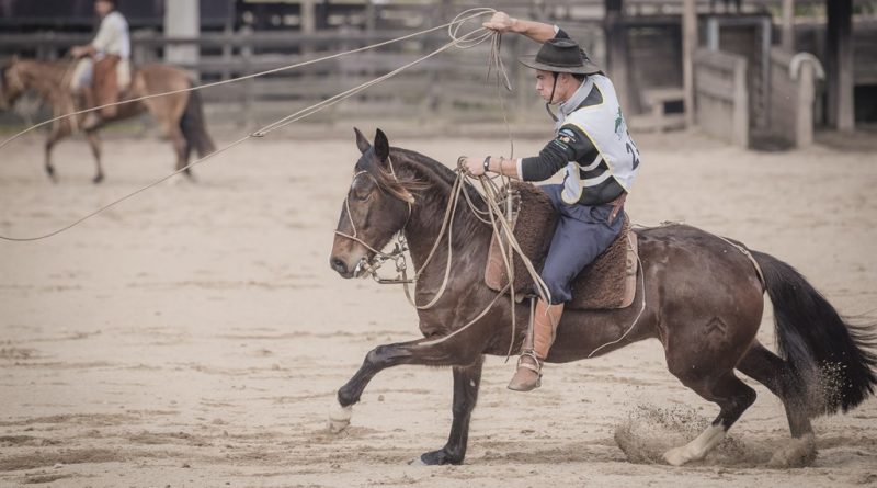 O Que É Um Cavalo Redomão? O Que Isso Significa?