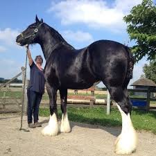 Qual é a Raça de Cavalo Mais Alta do Mundo? Qual a sua Altura?