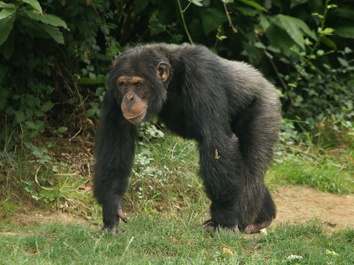 Chimpanzé: Curiosidades e Fatos Interessantes Sobre o Animal