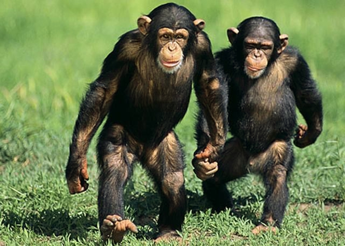 Orangotango: Curiosidades e Fatos Interessantes Sobre o Animal