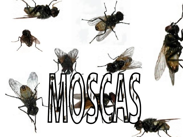 Ciclo de Vida da Mosca: Quantos Anos Elas Vivem?