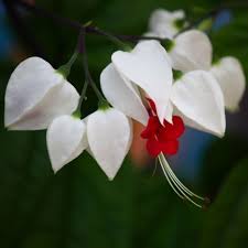 História da Flor Lágrima-de-Cristo e Origem da Planta