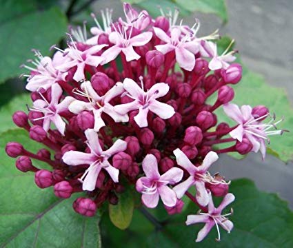 Clerodendro-da-China: Características, Nome Científico e Fotos