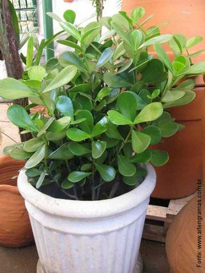 Como Plantar Clusia em Vaso, Passo a Passo de Como Fazer