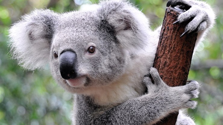 Comportamento do Coala, Hábitos e Modo de Vida do Animal