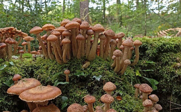 Qual é a Importância dos Fungos Decompositores?