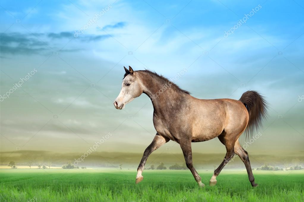 Como o Cavalo se Move? Sistema Locomotor do Cavalo