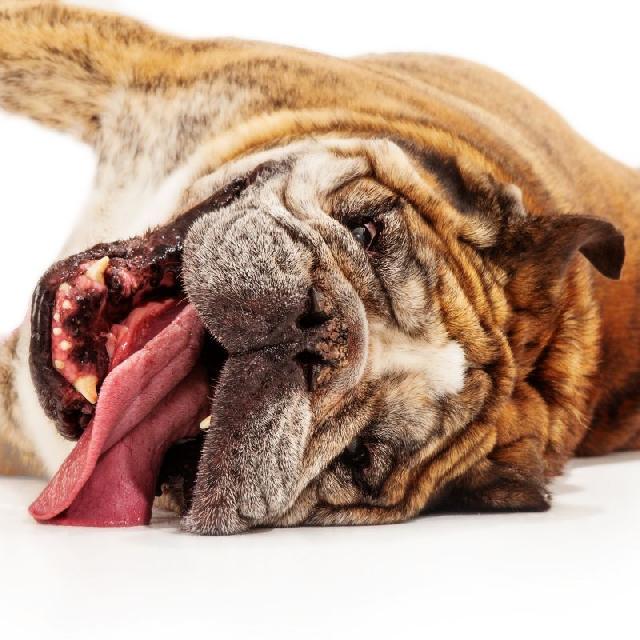 O Que É Mioclonia Em Cães? É Uma Doença? Como Tratar?
