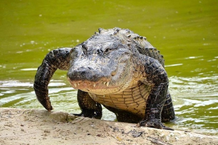 Ciclo de Vida do Crocodilo: Quantos Anos Eles Vivem?