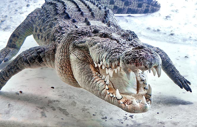 Crocodilo-Poroso: Características, Nome Científico e Fotos