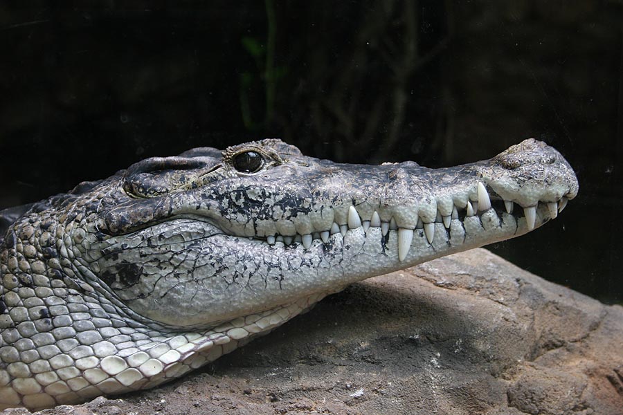 Crocodilo da Nova Guiné: Características, Nome Científico e Fotos