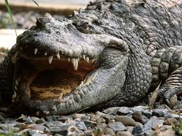 Crocodilo Gigante Existe? Tamanho e Onde se Encontra?