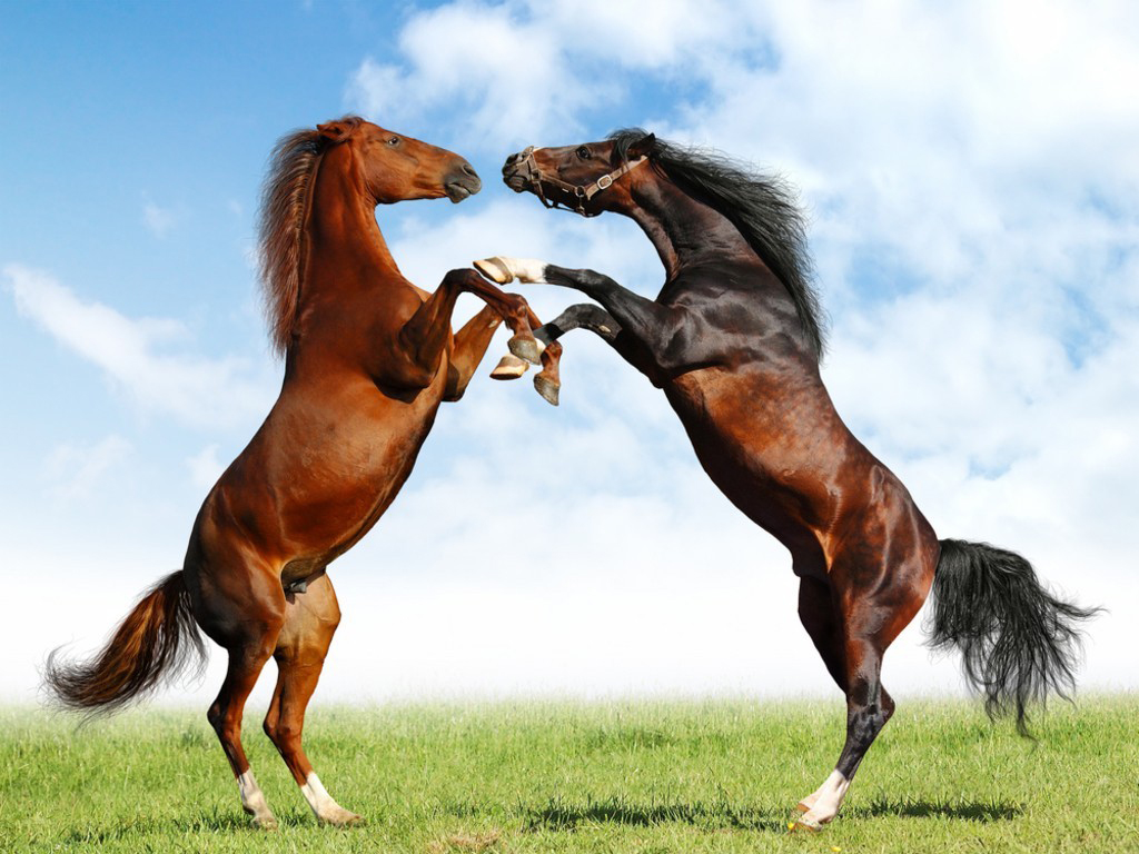 Como os Cavalos se Comunicam Entre Si?