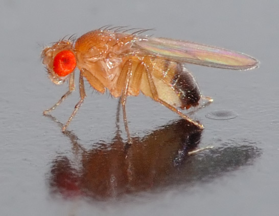 Mosca-do-Vinagre: Características, Como Evitar, Habitat e Fotos