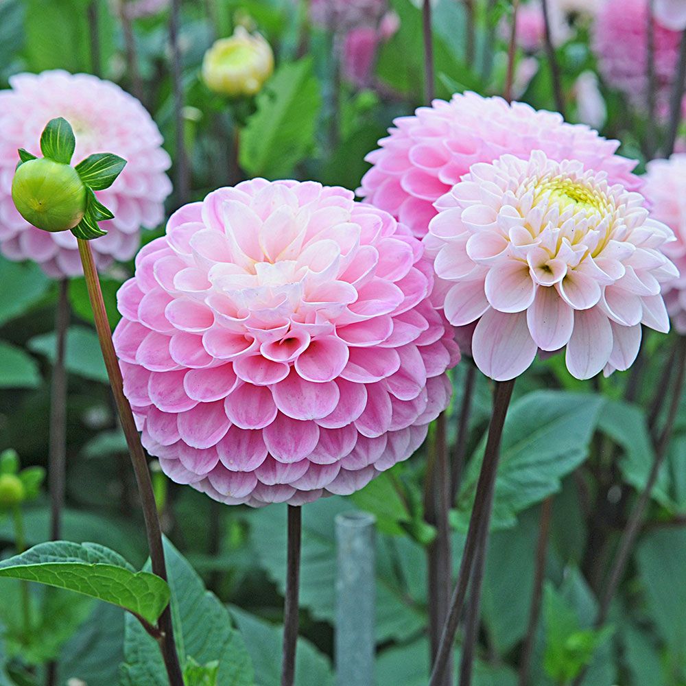 Dálias Peony-Florescido: Características, Nome Científico E Fotos