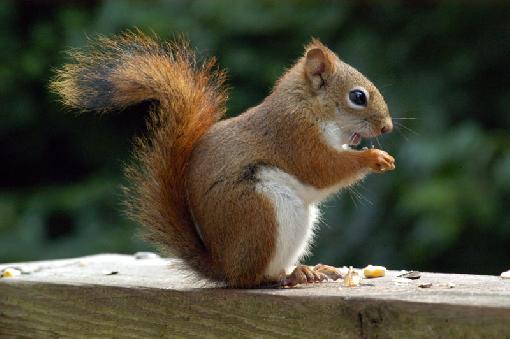 Esquilo – Curiosidades e Fatos Interessantes Sobre o Animal