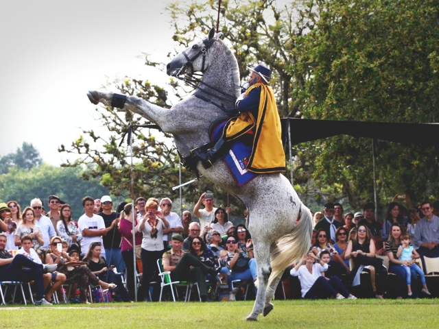 Para que Serve um Cavalo? Qual a Sua Utilidade na Natureza?