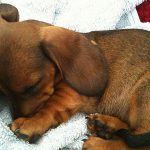 Filhote de Cachorro Dormindo