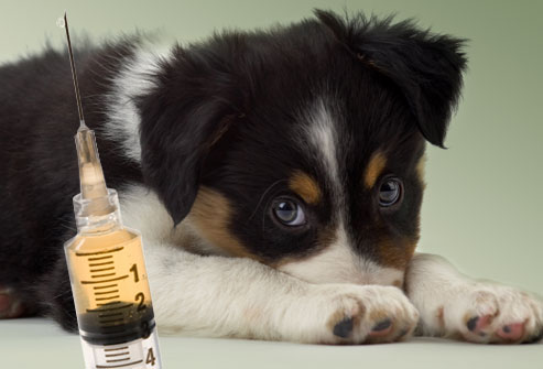 Qual A Primeira Vacina De Um Filhote De Cachorro?