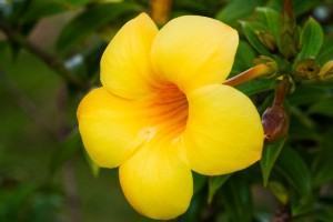 Lista de Tipos de Alamanda: Espécies com Nomes e Fotos da Flor