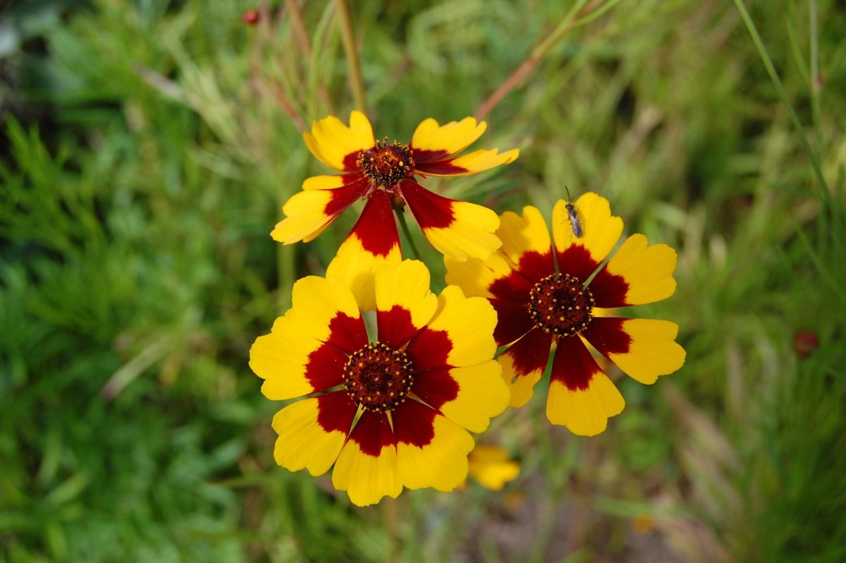 Tudo Sobre a Flor Coreópsis: Características e Nome Científico