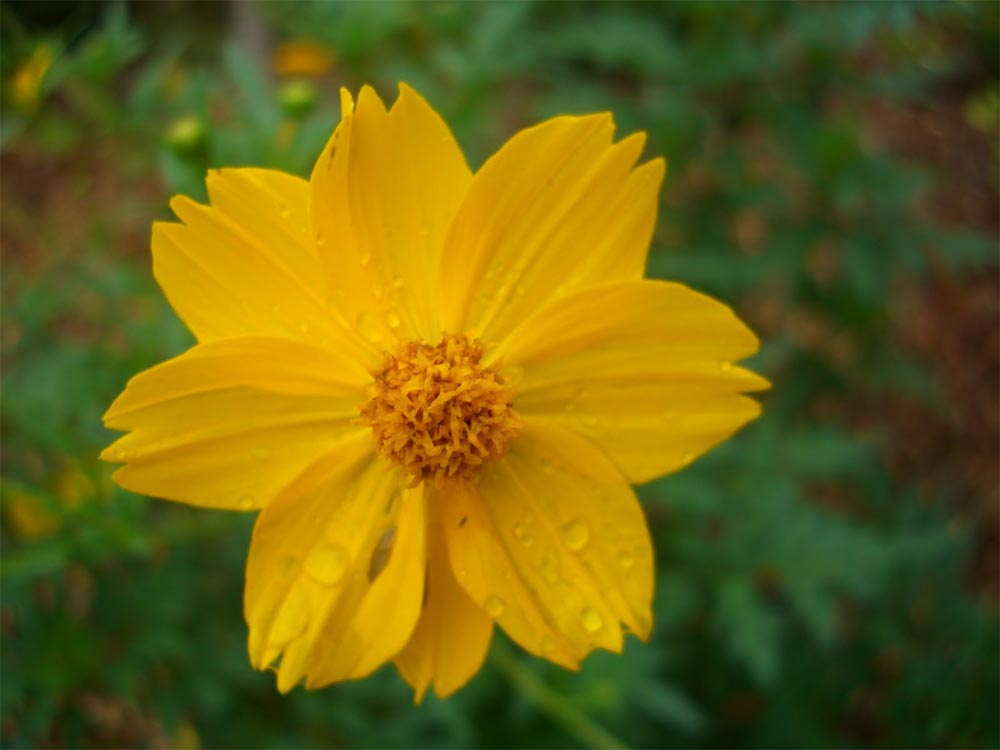 História da Flor Coreópsis, Origem da Planta e Significado