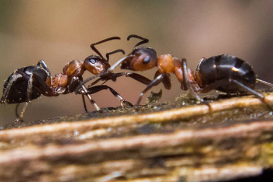 A História da Formiga e a Origem do Animal