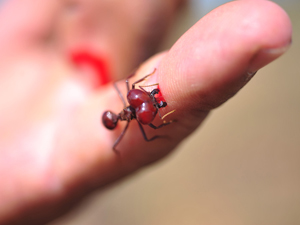 Formiga-De-Ferrão: Características, Nome Cientifico, Fotos e Tamanho