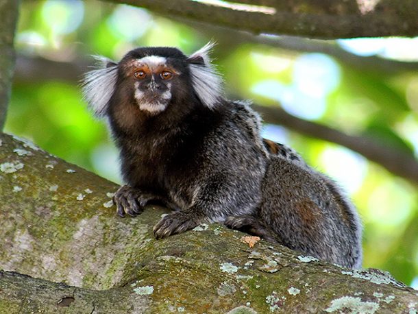 Sagui Curiosidades e Fatos Interessantes Sobre o Animal