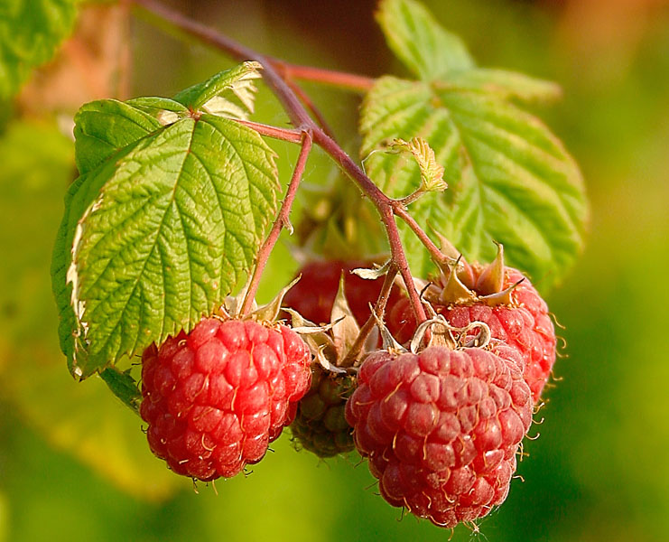 Framboesa: Curiosidades e Fatos Interessantes Sobre A Fruta