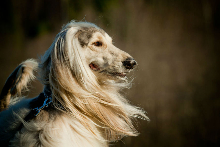 Top 10 Canis Do Brasil Da Raça Galgo Afegão