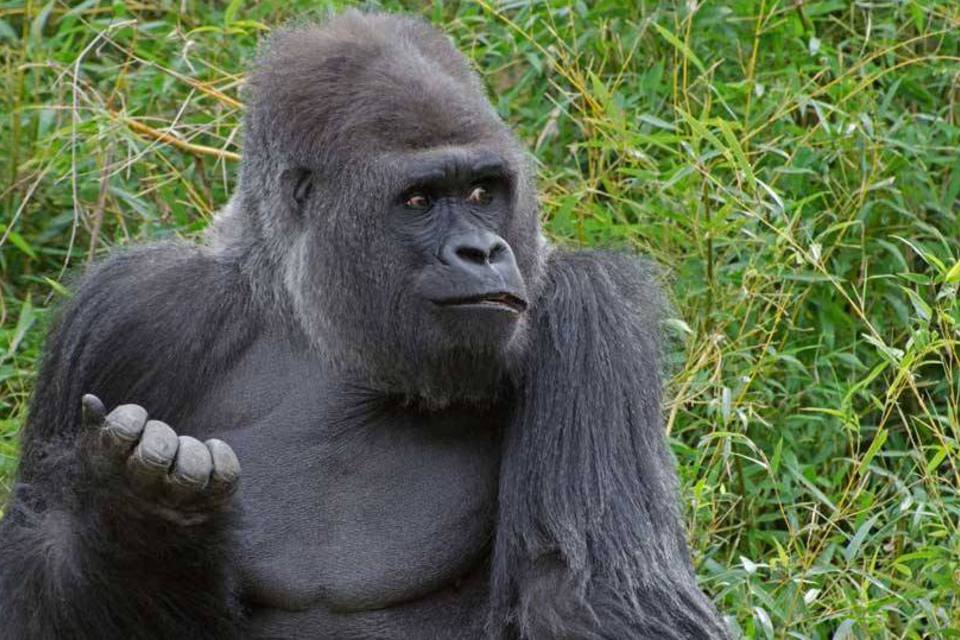 Tudo Sobre o Gorila: Características, Nome científico e Fotos