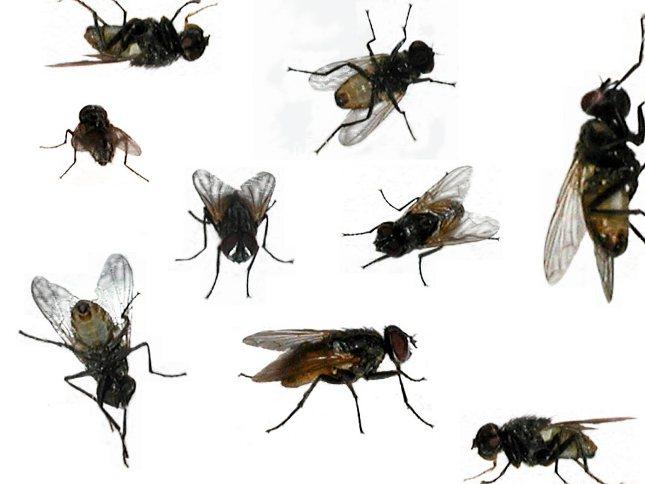 Quais São Os Predadores Da Mosca E Seus Inimigos Naturais?