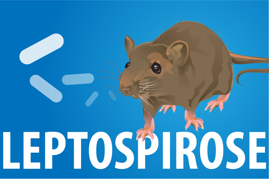 Quais São os Primeiros Sintomas da Leptospirose? Como Pega?