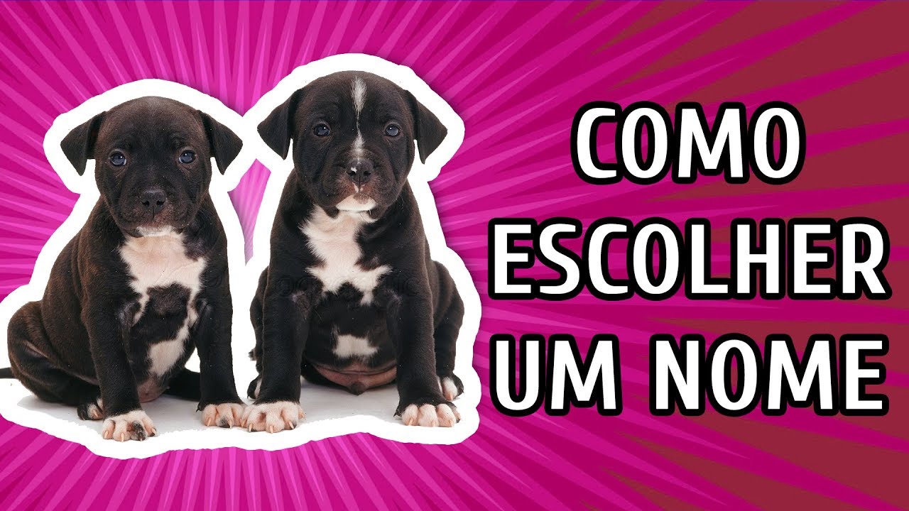 Lista de Nomes de Cachorros de Filmes, Series e Personagens